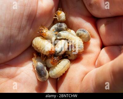 Draufsicht Nahaufnahme vieler im Boden eines Rasens lebenden Scarab-Käfer-Larven oder Chafer-Maden (Scarabaeidae), die während der Gartenarbeit in der Hand gesammelt wurden. Stockfoto