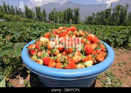 Srinagar, Jammu und Kaschmir, Indien. Mai 2020. SRINAGAR, KASCHMIR, INDIEN-MAI 16: Ein Eimer voll von frisch geernteten Erdbeeren ist in der Farm am Rande von Srinagar am 16. Mai 2020 zu sehen.die Landwirte sagen, dass sie kämpfen, um Käufer zu finden, um ihre Ernte zu verkaufen, da die Sperrung hat einen schweren Tribut auf die diesjährige Ernte genommen. Kredit: Faisal Khan/ZUMA Wire/Alamy Live News Stockfoto