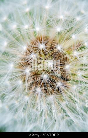 Detail eines Löwenzahn-Samenkopfes (Taraxacum officinale) mit einem schönen frischen natürlichen Muster. Stockfoto