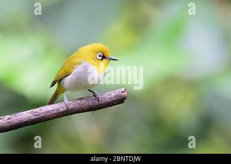 Orientalisches weißes Auge ist hyperaktiver kleiner gelber Vogel mit einem cremefarbenen Bauch und weißen Brillen. In einer Vielzahl von Lebensräumen gefunden. Stockfoto