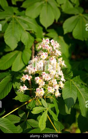 Die Blütenblüte einer Buckeye oder Horse Chestnut (Aesculus hippocastanum). Stockfoto