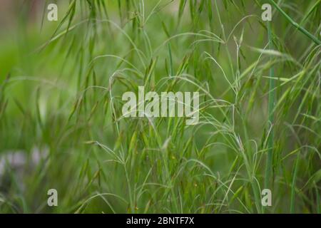 Grüner Grashintergrund, dünne hohe Blätter, natürliche Textur, Pflanzen im Garten Stockfoto