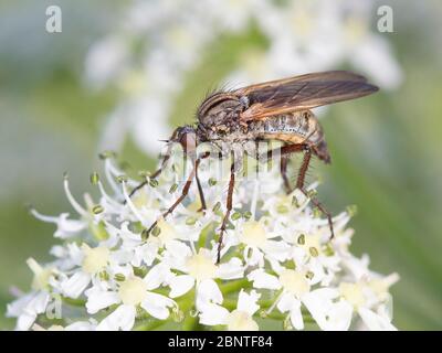 Empis tessellata - eine Art Tanzfliege, die sich auf dem Nektar eines blühenden Hogweed ernährt. Stockfoto