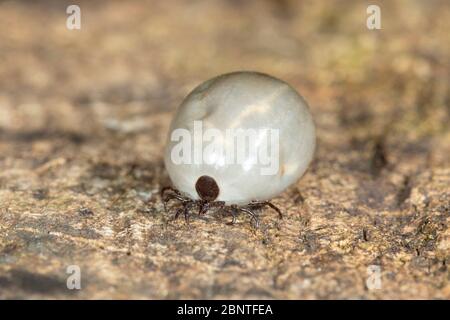 Mit Blut aufgeblähten weiblichen europäischen Rizinusbohnenzicke oder Schafzicke (Ixodes ricinus). Stockfoto