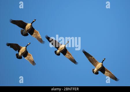 Vier Kanadagänse zusammen im Flug an einem sonnigen blauen Himmel Frühlingstag auf ihrem Wanderpfad in Richtung Norden. Stockfoto