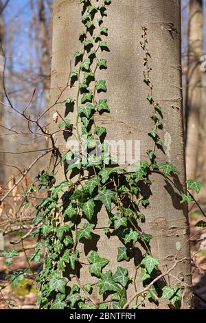 Grüner Efeu sprießt auf dem Stamm einer Kiefer im alten Park - hedera Helix Stockfoto