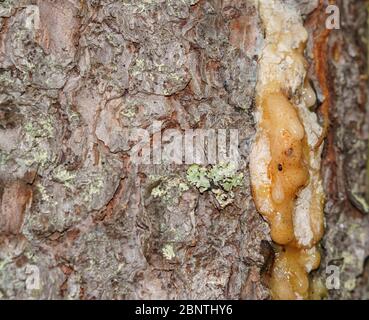 Nahaufnahme aus Fichte (Picea Abies) Harz und eine kleine Ameise in sie stecken Stockfoto
