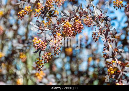 Bloming Berberitze Baum. Zweig der Berberitze Blumen auf verschwommenem unscharf Hintergrund der blühenden Berberitze isoliert Stockfoto