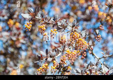 Bloming Berberitze Baum. Zweig der Berberitze Blumen auf verschwommenem unscharf Hintergrund der blühenden Berberitze isoliert Stockfoto