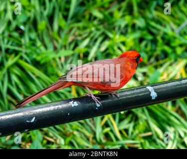 New York, USA, 15. Mai 2020. Ein männlicher Nordkardinal (Cardinalis cardinalis) im Central Park von New York City. Kredit: Enrique Shore/Alamy Stock Ph Stockfoto