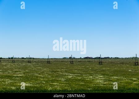 Auf einem grünen Feld stehende Sprinkler für die Landwirtschaft. Bewässerungssystem im Feld. Stockfoto