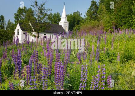 Lupine Festival (eine jährliche Veranstaltung) in Sugar Hill, New Hampshire USA. Die Kapelle des heiligen Matthäus ist im Hintergrund. Der neugotische Stil St. Matthäus Stockfoto