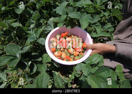 Srinagar, Jammu und Kaschmir, Indien. Mai 2020. SRINAGAR, KASCHMIR, INDIEN-MAI 16: Ein kashmiri Bauer zeigt die frisch geernteten Erdbeeren auf dem Bauernhof am Rande von Srinagar am 16. Mai 2020.die Bauern sagen, dass sie in Schwierigkeiten zu verkaufen ihre Ernte, da die Sperrung hat einen schweren Tribut auf die diesjährige Ernte genommen. Kredit: Faisal Khan/ZUMA Wire/Alamy Live News Stockfoto