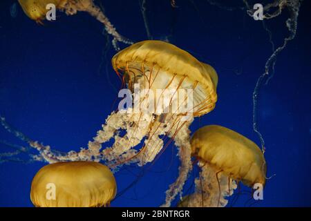 Gelbe Quallen in einem Wassertank Stockfoto