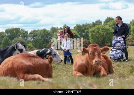 Sutton Park, Birmingham, Großbritannien. Mai 2020. Eine Familie, die im Sutton Park, Birmingham, spazieren geht, genießt die einheimischen Kühe, die im Park grasen und sich ruhig ausruhen. Quelle: Peter Lopeman/Alamy Live News Stockfoto