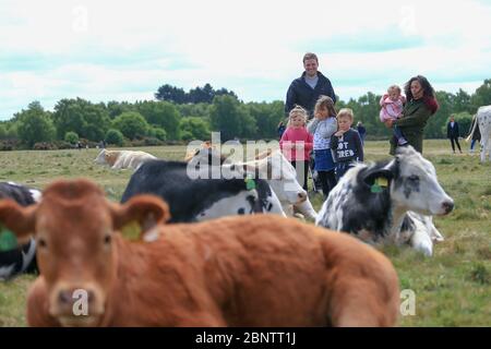 Sutton Park, Birmingham, Großbritannien. Mai 2020. Eine Familie, die im Sutton Park, Birmingham, spazieren geht, genießt die einheimischen Kühe, die im Park grasen und sich ruhig ausruhen. Quelle: Peter Lopeman/Alamy Live News Stockfoto