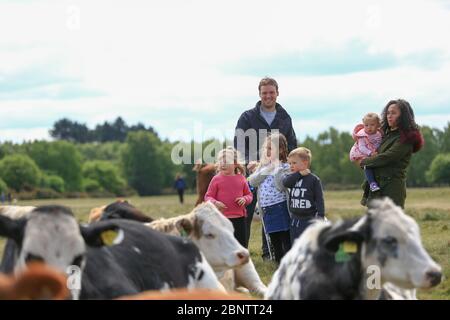 Sutton Park, Birmingham, Großbritannien. Mai 2020. Eine Familie, die im Sutton Park, Birmingham, spazieren geht, genießt die einheimischen Kühe, die im Park grasen und sich ruhig ausruhen. Quelle: Peter Lopeman/Alamy Live News Stockfoto