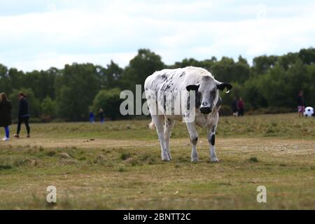 Sutton Park, Birmingham, Großbritannien. Mai 2020. Eine eineineingeborene Kuh wird im Sutton Park, Birmingham, gesichtet, während die Menschen um sie herum einen Nachmittag im Park genießen. Quelle: Peter Lopeman/Alamy Live News Stockfoto