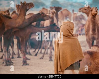 Ein Rajasthani Kamelhändler, der traditionelle Kleidung trägt, steht mit seiner Herde Dromedares an der Pushkar Kamel-Messe, Indien. Stockfoto