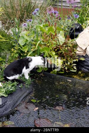 EINHEIMISCHE CAT BEOBACHTEN EINEN FISCHTEICH Stockfoto