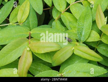 Wassertropfen auf Blatt von Hypericum perforatum L. Stockfoto