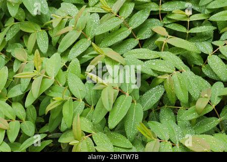 Wassertropfen auf Blatt von Hypericum perforatum L. Stockfoto