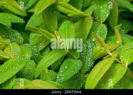 Wassertropfen auf Blatt von Hypericum perforatum L. Stockfoto