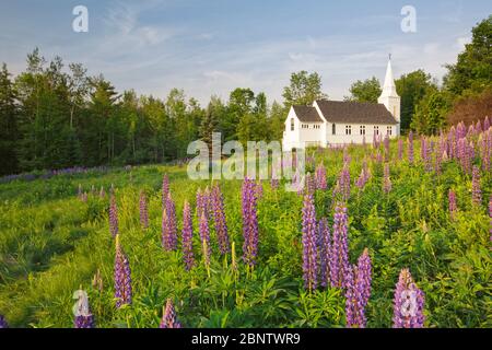 Lupine Festival (eine jährliche Veranstaltung) in Sugar Hill, New Hampshire während der Frühlingsmonate. Die Kapelle des heiligen Matthäus ist im Hintergrund. Stockfoto