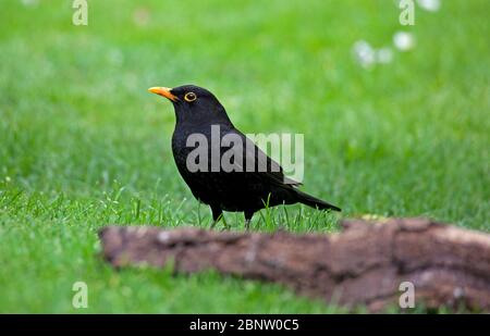 Männchen Blackbird (Turdus Merula) auf grünem Gras mit einem kleinen Holzstamm im Vordergrund, Edinburgh, Schottland, Großbritannien Stockfoto