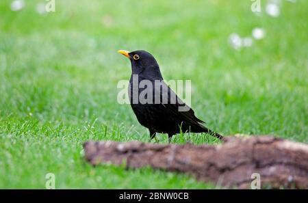 Männchen Blackbird (Turdus Merula) auf grünem Gras mit einem kleinen Holzstamm im Vordergrund, Edinburgh, Schottland, Großbritannien Stockfoto