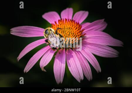 Eine amerikanische Bumblebee arbeitet eine Echinacea-Blume vor einem unscharfen dunkelgrünen Hintergrund Stockfoto