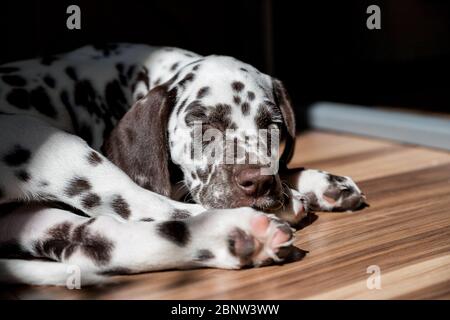 Schlafen auf dem Boden Dalmatiner Welpe.Cute junge Porträt von weiß braunen Hund race.Lovely Haustier. Blick auf Hunderasse dalmatinische Entspannung unter Sonnenlicht Stockfoto