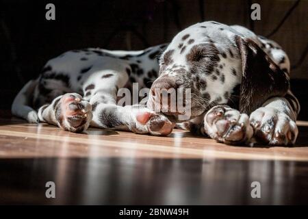 Schlafen auf dem Boden Dalmatiner Welpe.Cute junge Porträt von weiß braunen Hund race.Lovely Haustier. Blick auf Hunderasse dalmatinische Entspannung unter Sonnenlicht Stockfoto