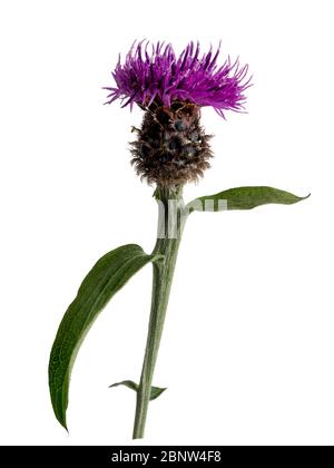 Blume von unrayed Form von schwarzem Knapweed, Centaurea nigra, eine Sommer blühende UK Wildblume, auf einem weißen Hintergrund Stockfoto