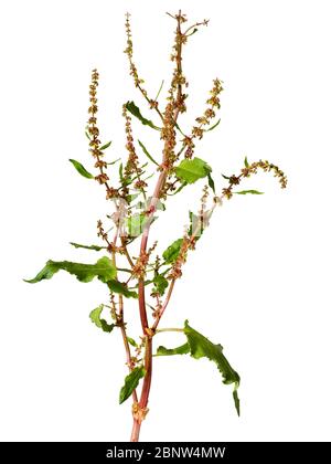 Verzweigte Blütenspitzen des geclusterten Docks, Rumex conglomeratus, auf einem weißen Hintergrund Stockfoto