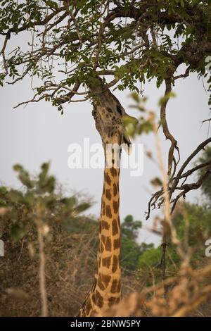 Endemische Rhodesische Giraffe im South Luangwa National Park, Sambia Stockfoto