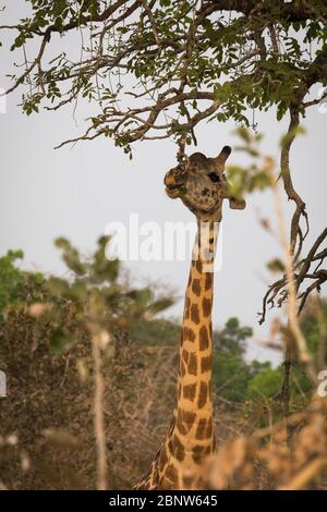Endemische Rhodesische Giraffe im South Luangwa National Park, Sambia Stockfoto
