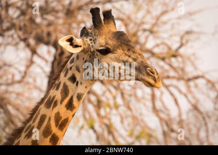 Endemische Rhodesische Giraffe im South Luangwa National Park, Sambia Stockfoto