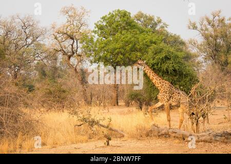 Endemische Rhodesische Giraffe im South Luangwa National Park, Sambia Stockfoto