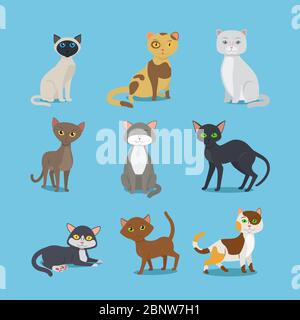 Vektorkatzen. Cartoon Hauskatze Set Illustration Stock Vektor