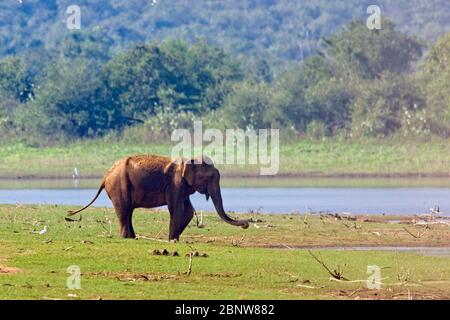 Asiatischer Elefant (Elephas maximus), Uda Walawe Nationalpark, Sri Lanka. Stockfoto