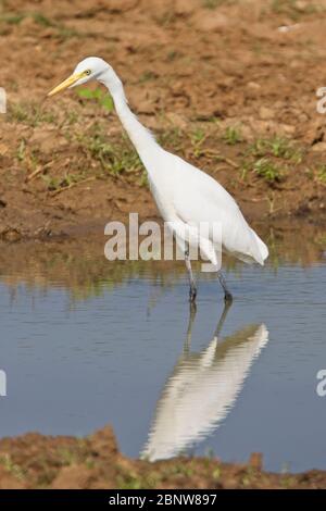 Intermediate Egret (Ardea intermedia), Uda Walawe National Park, Sri Lanka. Stockfoto