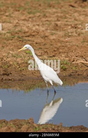 Intermediate Egret (Ardea intermedia), Uda Walawe National Park, Sri Lanka. Stockfoto