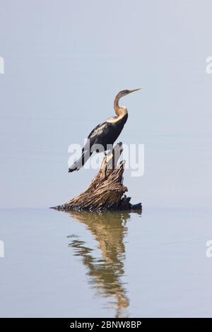 Orientalischer Darter oder Indischer Darter (Anhinga melanogaster), stehend auf einem Pfosten im See im Uda Walawe Nationalpark, Sri Lanka. Stockfoto