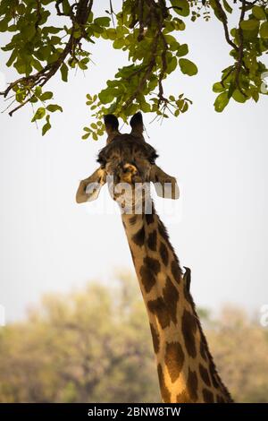 Endemische Rhodesische Giraffe im South Luangwa National Park, Sambia Stockfoto