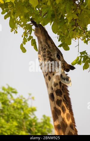 Endemische Rhodesische Giraffe im South Luangwa National Park, Sambia Stockfoto