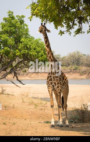Endemische Rhodesische Giraffe im South Luangwa National Park, Sambia Stockfoto