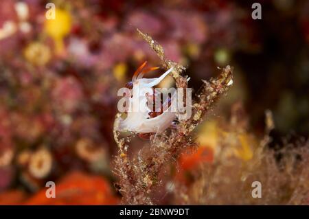 Pilgrim hervia (Cratena peregrina) Unterwasser-Nahaufnahme im Naturpark Ses Salines (Formentera, Balearen, Mittelmeer, Spanien) Stockfoto