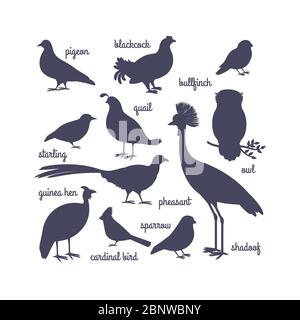 Vektor Vogel Silhouetten isoliert auf weiß. Eule und Fasan, Gimpel und Kran. Vektorgrafik Stock Vektor
