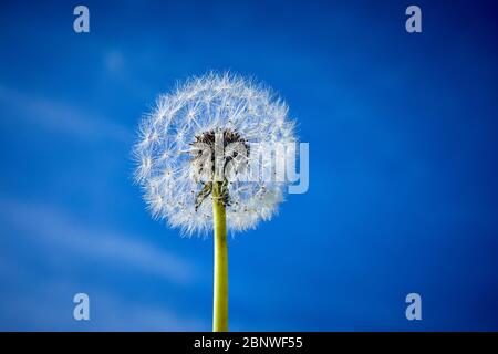 Bild eines einzelnen dandylion-Kopfes mit blauem Hintergrund mit unscharf werfendem Wolkenbild, geringer Schärfentiefe. Stockfoto